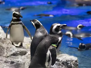 すみだ水族館サポーター